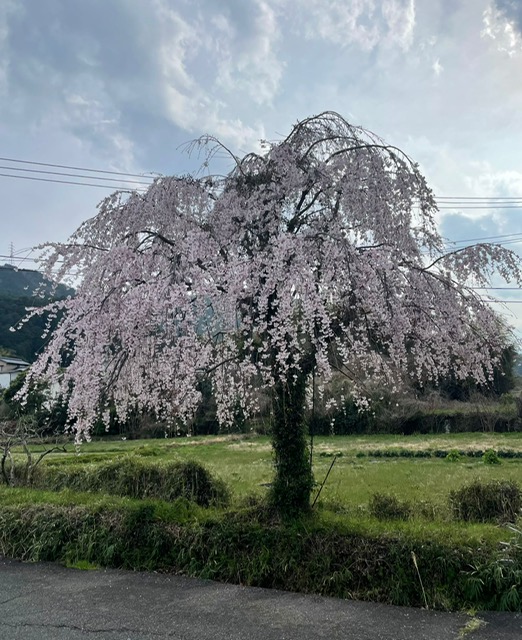 Zen.nl, Zen, meditatie, leren mediteren, pelgrimstocht, Japan, 2027, Shikoku